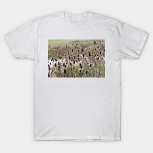 Wild Teasel T-Shirt